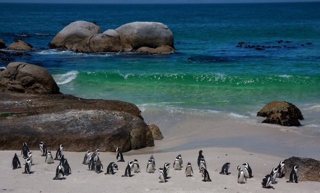 Boulders Beach, Cape Town