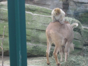 05-08.12.2009-viena 029