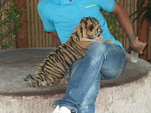 baby tiger