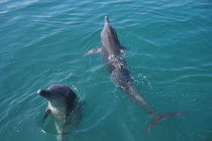 delfini