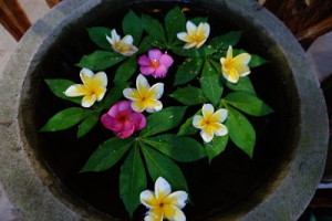 frangipani