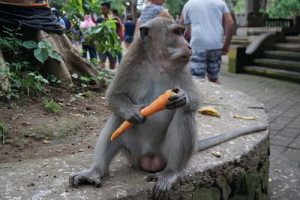 monkey 1