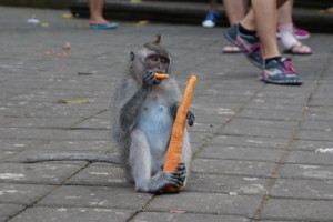 monkey 2